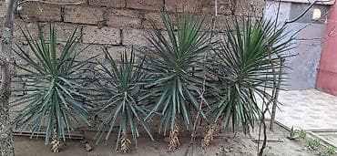 Çöl bitkiləri: Yucca filamentosa (yucca, dekorativ kollar) - Bitki növü: Həmişəyaşıl — 3