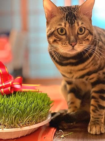 syam pişik: Benqal, Erkək — 4