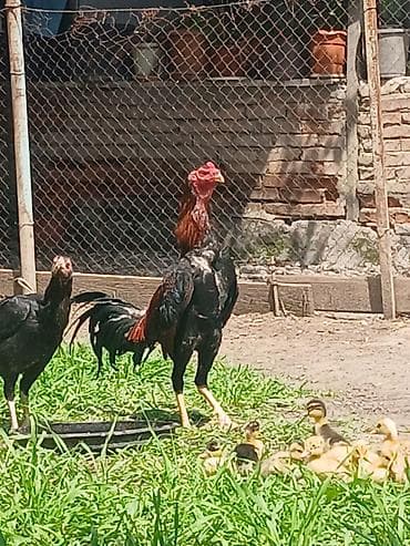 balaca dana: Salam aleykum herkese heyratı colpası satlr 9 aylqdı super colpadı — 2