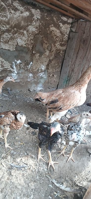 qus satisi: Heyrati6 ti cuce 1 ay yarimliqdi 1 Fere yeni analari 150 manata super — 3