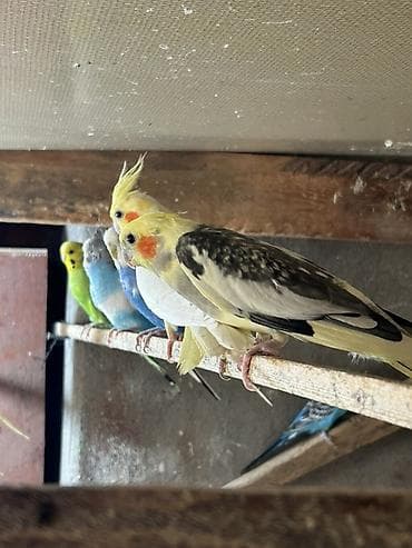 satdig quslar: Məhsul: Nimfa tutuquşuları (cockatiel) 5 dənədi hazir yumurtalari var — 2