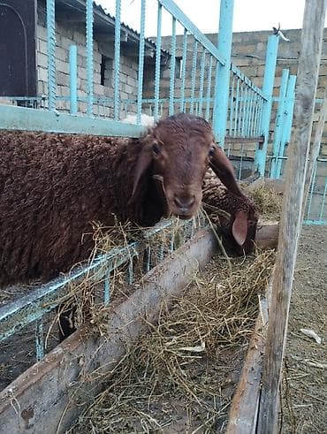qoyun sortlari: Qala quzusudur damazliga yarayır 5ayliq quzudu quzunun anasıda — 4