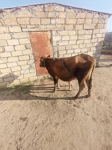 Ördəklər: Dişi, il: 5, 250 kq, Damazlıq, Südlük — 2