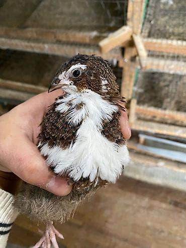 cin bildircin: Texas sortu bildirçin, təmizlənmiş və diri şekilde, qiymətlər çəkidən — 4