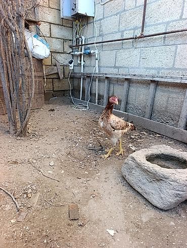 Toyuq cücələri, Damazlıq