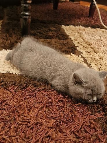 Akvariumlar: Britan yastı qulaq — 2