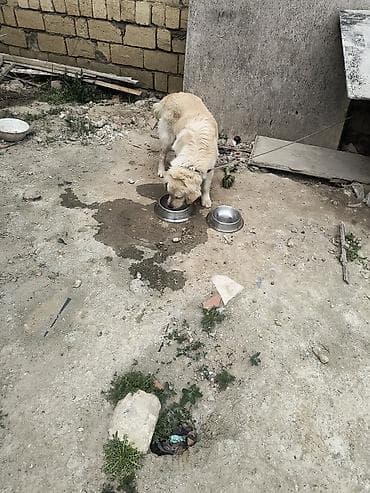 heyvan derisi: Retriever, Peyvəndli — 5