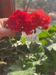 gulu: Butun guleri endirimnen satiram ancag xanimlara satiw olur — 30