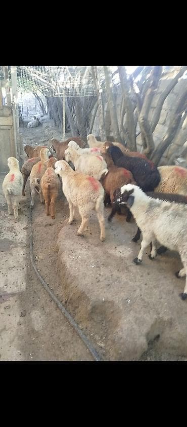 quzu qəlibi: Quzular satılır erkeydi dişili qiyməti 215 AZN — 2