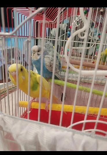 Попугаи: 2 disi bir erkek. Qefesle birge qiymeti 40 manat. Videolarida var — 4