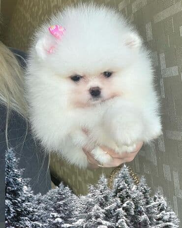 Şpitz, 2 ay, Dişi, Peyvəndli, Pulsuz çatdırılma