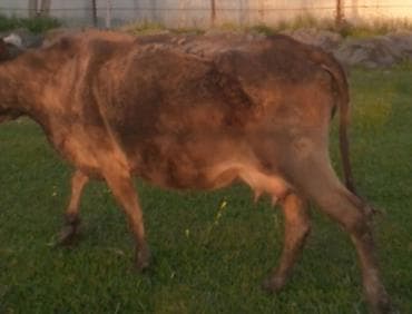 disi dana: Satılır: inək və buzov - Növ: Yerli südlük-ətlik istiqamət - — 1