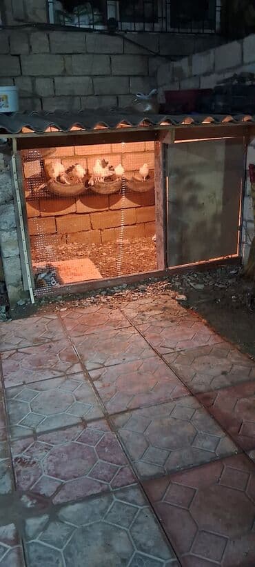 geref qusu rus dilinde: Salam olsun her bir kese bele bir göyercin var 13 ededdir hamsıda — 6