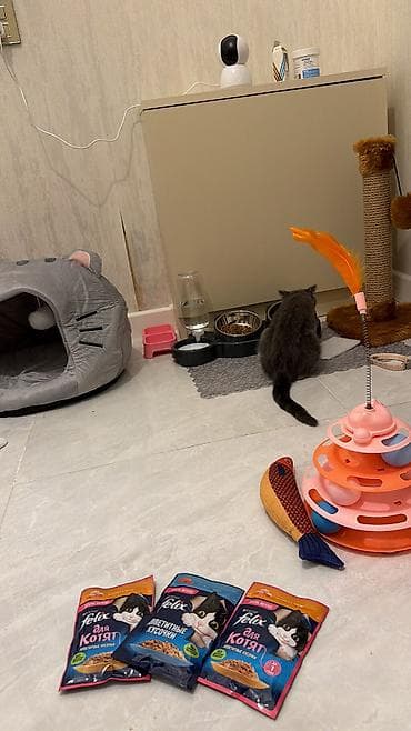 angora pişik: Şotland yastı qulaq, Dişi, Yaxşı əllərə, Ünvandan götürmə — 2