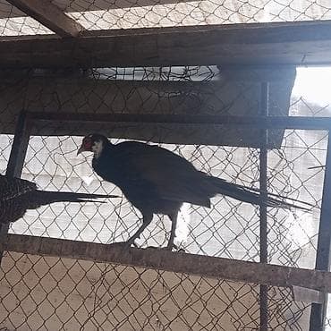 şəffaf su: Məhsul: Qırqovul (Canlı quş) Təsvir: - Növ: Qırqovul (uzun quyruqlu — 4