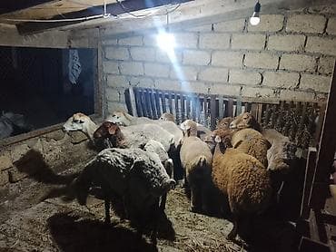 qara mal: Qoyunlar, qoçlar — 1