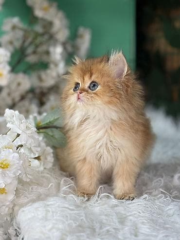 pisik ucun evler: Britan — 4