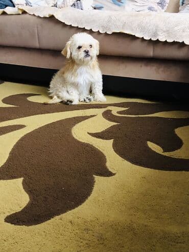 Lamborghini: Shi-tsu — 3