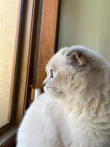 erkey dana: Şotland, Erkək, Cütləşmə üçün, Ünvandan götürmə — 3