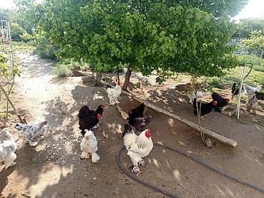 liqorin xoruzu: Brahma cinsi toyuq və xoruzlar - Cins: Brahma (iri gövdəli, lələkli — 1