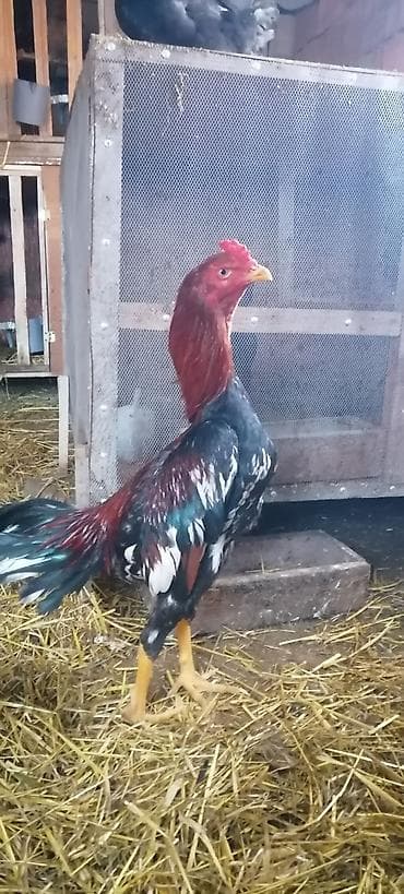 quslar satisi: Heyrati xoruz 10 ayliqdir — 2