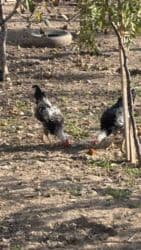 Коровы, быки: Sağlam beçələr satılır — 3