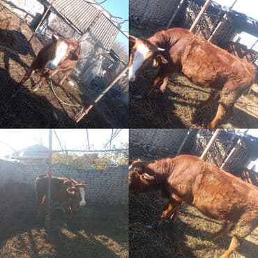 Məhsul: Qırmızı rəngli, ağ alınlı dana/öküz Təsvir: - Sağlam