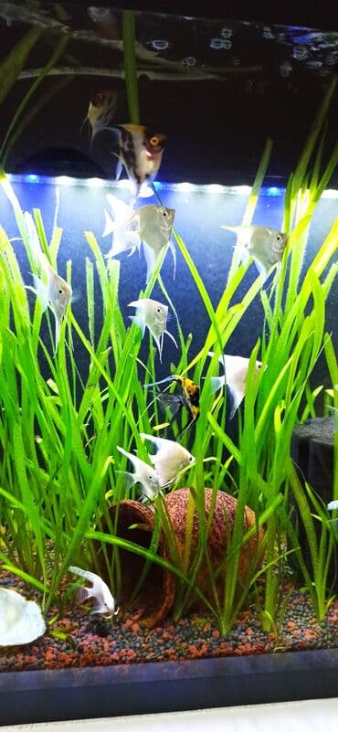 Gəmiricilər: Böyük həcmli akvarium komplekti - Şüşə akvarium: ön və yan tərəfləri — 8