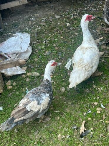 zumrud ordək: Dişi, | Lal ördək, Damazlıq, Ünvandan götürmə — 1