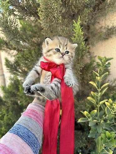 Heyvanlar üçün mallar: Britan — 7