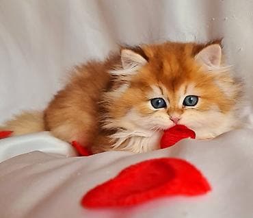 Erkək, Ünvandan götürmə