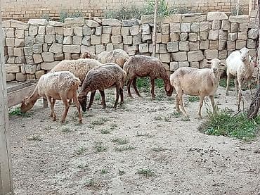 cin bildircin: Ətlik biri boğaz di cavandi — 7