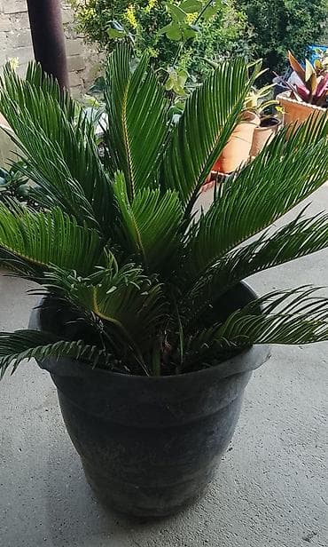dollar gul: Sago xurması (Cycas revoluta) – iri ölçülü, qara plastik dibçəklərdə — 1