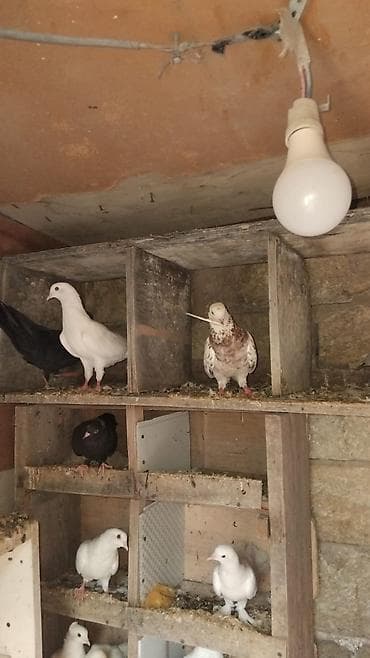 quşlar: Salam Aleykum Quşlar Bakıda Bayıldadi 19 Heyvandi Ucuşlu Heyvanlar — 2