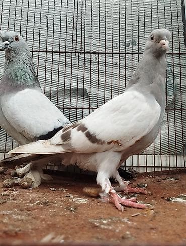 halep keçisi satilir: Təmiz Qan Takla Sağlamlamlıqlarına Cavabdehəm Real Alıcıya Endirim — 3
