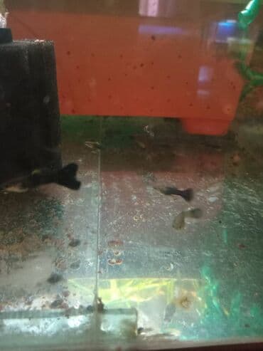 oskar balığı: Quppi, Sülhsevər — 2