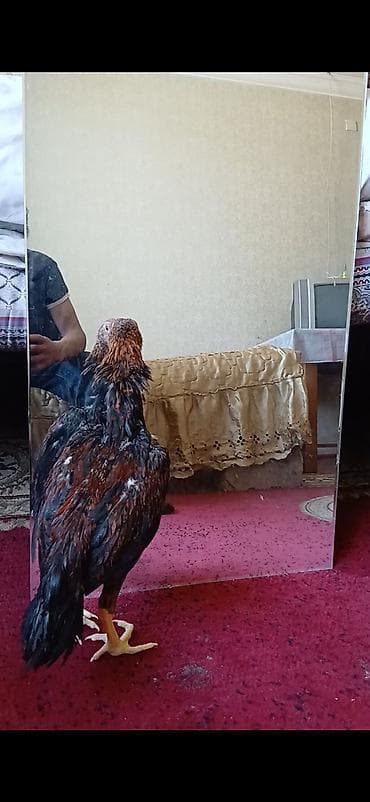 qusar heyvan satışı: Damazlıq — 3