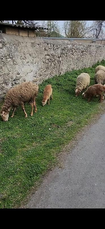 Heyvanlar: 4 eded birinci qarın doğan qoyun 4 eded balası ana bala 200 — 1