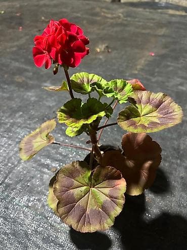 dekarativ aqaclar: Məhsul: İstixanada yetişdirilən dekorativ çiçəkli saksı bitkiləri — 8