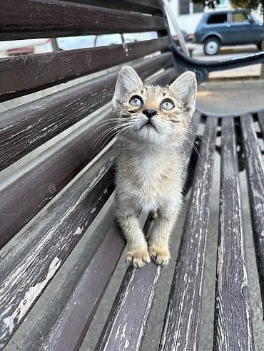 капибары баку: Самец, В добрые руки, Самовывоз — 4