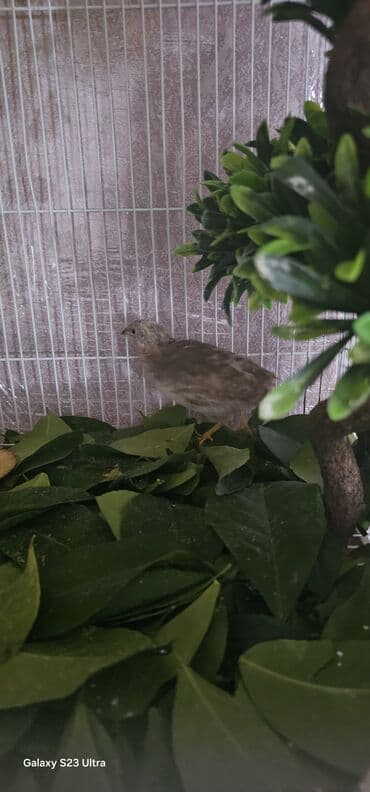 bildircin az: Çin bildirçini dişi di yumurtayan quşdu qiyməti 25 m endirim isdəməyin — 3