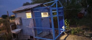 saso toyuqlari: Məhsul: Açıq hava volyeri/qarmaq telindən quş qəfəsi anbarı yanına — 5