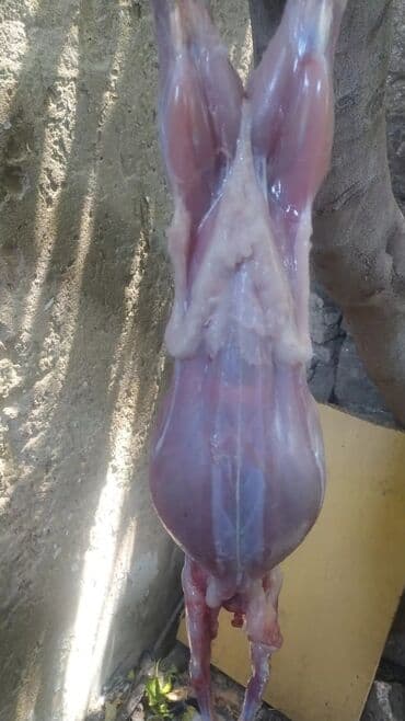 baliq topdan satis: Dovşan eti halal kesilmiş halal ceki 1 ededi gelir 1k.800q. 1k.500q — 32