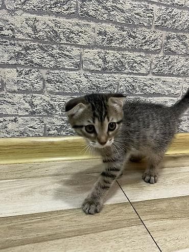 ev quslari adlari: Tabbi, Dişi, Yaxşı əllərə, Ünvandan götürmə, Pulsuz çatdırılma — 2