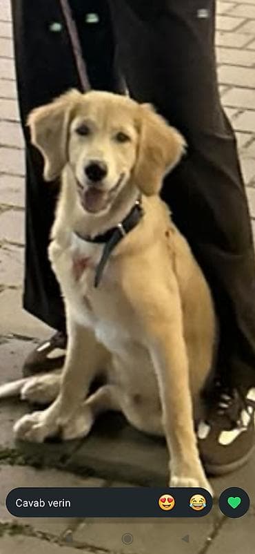 it yemi satisi: Retriever, 5 ay, Dişi, Peyvəndli — 6