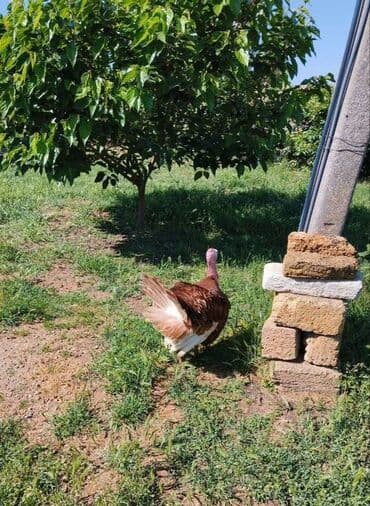 bakida cins ineklerin satisi: Erkək, Ətlik, Ünvandan götürmə — 2