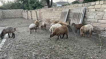 heyvanlarin sekilleri: Erkək, il: 8, 33 kq, Damazlıq, Ətlik, Ödənişli çatdırılma — 2