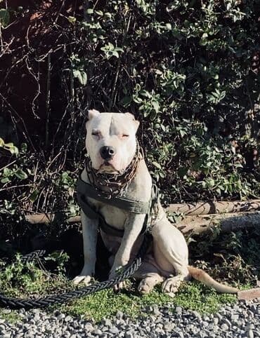 ev heyvanları it: Doq, 2 il, Dişi, Peyvəndli, Ünvandan götürmə — 1