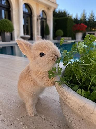 Çox gözəl və nadir rəngə sahib Holland Lop balası satılır. ✅ 1