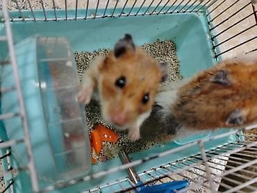 qefes: Hamsterlər və qəfəs dəsti Məhsul təsviri: - 2 ədəd hamster — 1